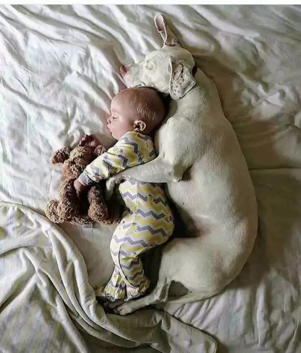 Can You Trust Your Dog With Your Baby Like This? (Photo)